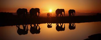 Looking for African development opportunities
